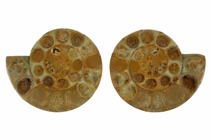 Cut & Polished Jurassic Ammonite (Perisphinctes) Fossil #369793